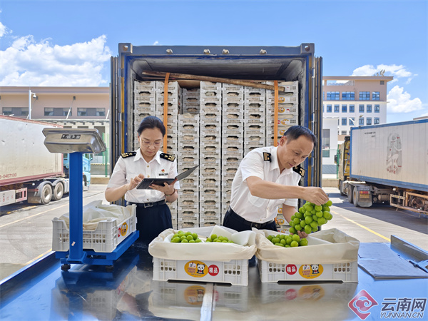 云南优化收费公路“绿色通道”查验模式 为输泰鲜活农产品保驾护航